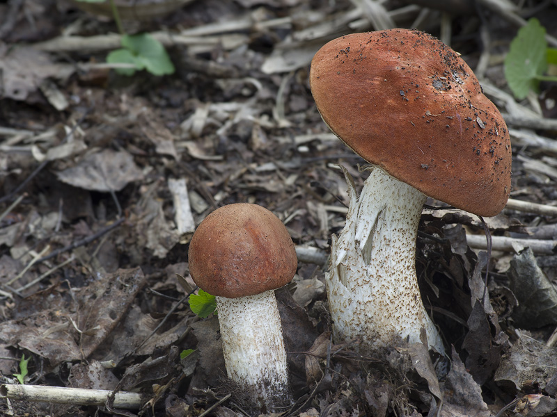 Leccinum aurantiacum